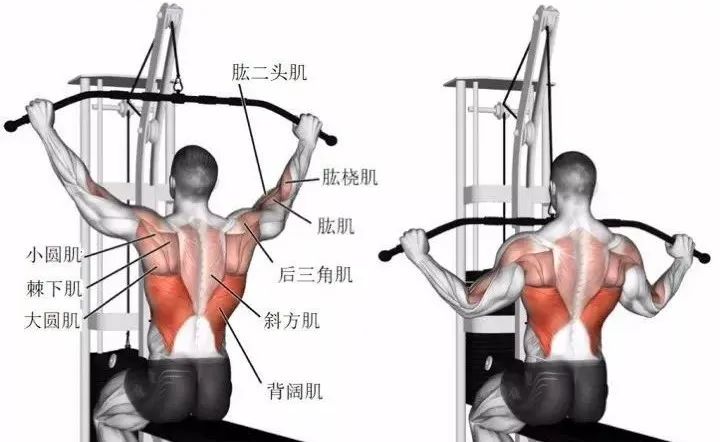 臀部健身动作训练部位_健身臀部动作名称_臀部健身名称动作图